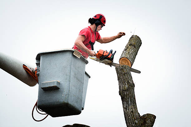 Trusted Gladstone, MI Tree Removal Services Experts